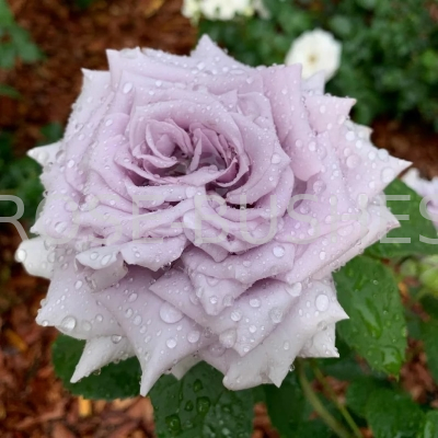 ��������� �����. Chateau Myrtille. (��, ����)